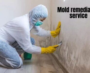 mold remediation service