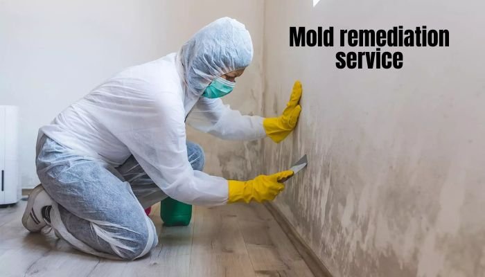 mold remediation service