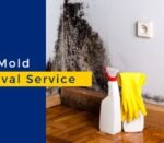 mold removal service