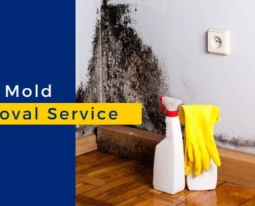 mold removal service