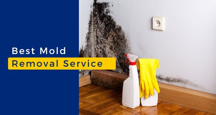 mold removal service