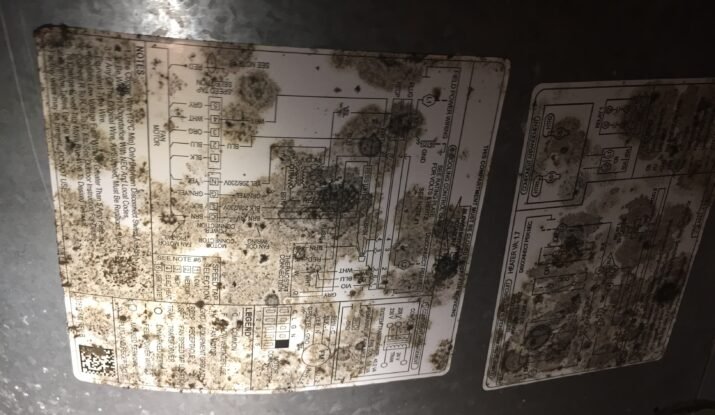 Weekend Mold Removal in Myrtle Beach: Attic, Crawl Space & Black Mold Solutions